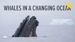whales-changing-ocean